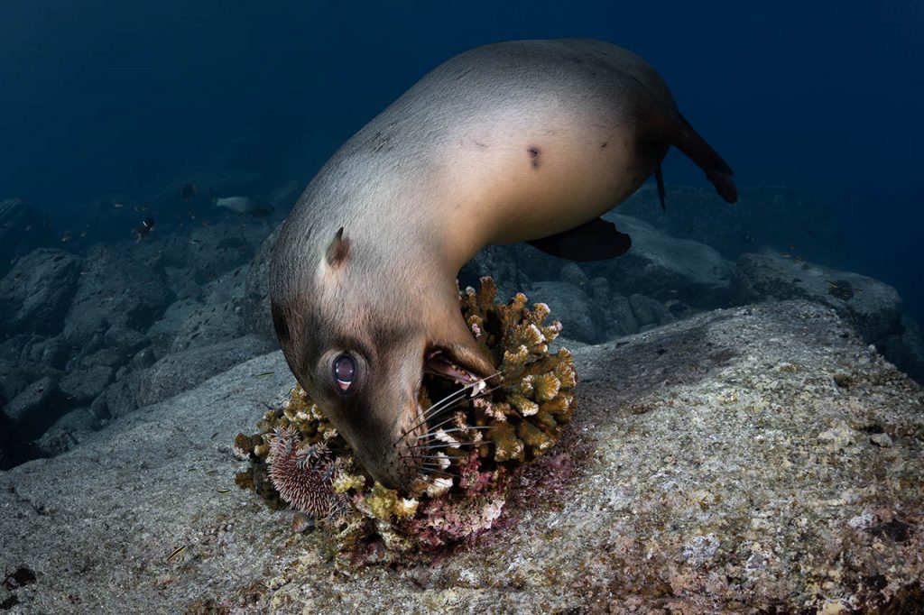 seal eating coral