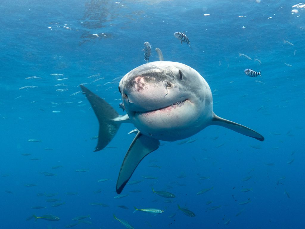smiling shark