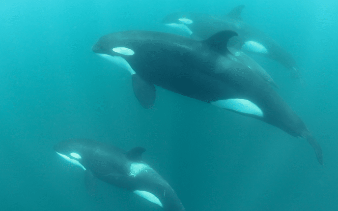 Perfect Combination of Mobula Rays and Orcas