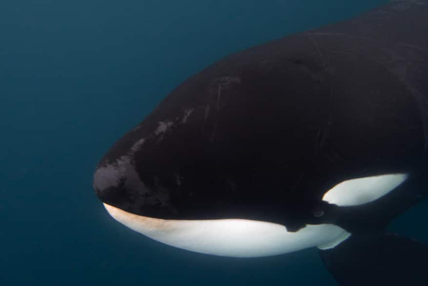 Orcas Swarmed the Whale Shark