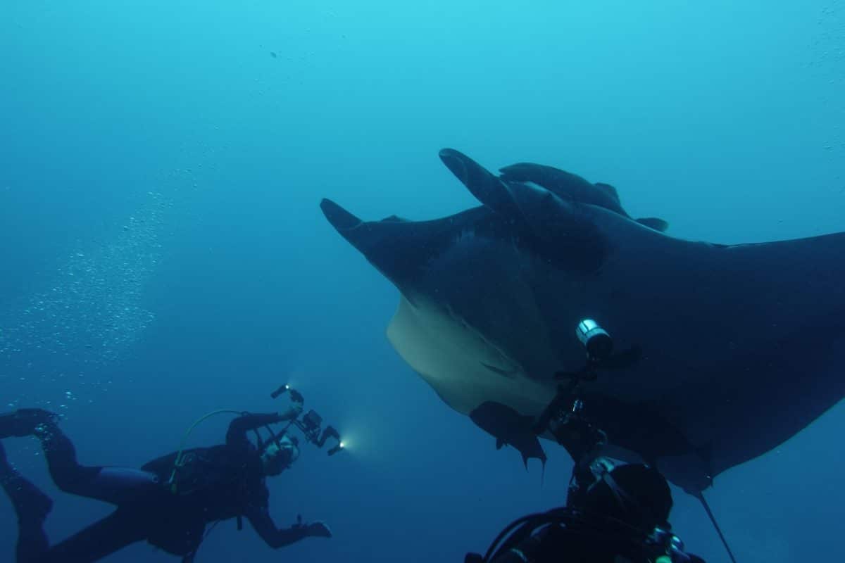 Manta above Diver