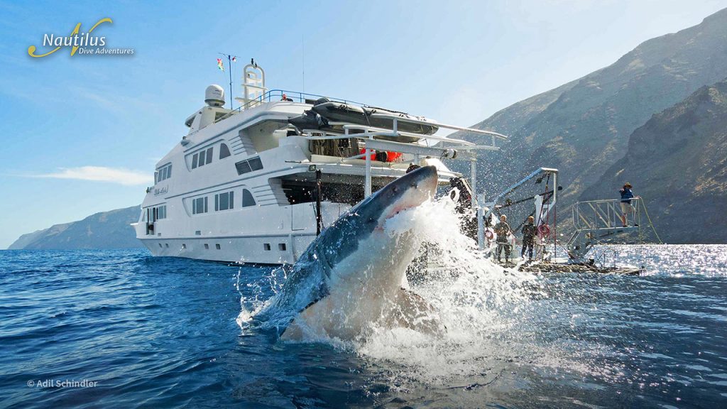 great white shark breaching