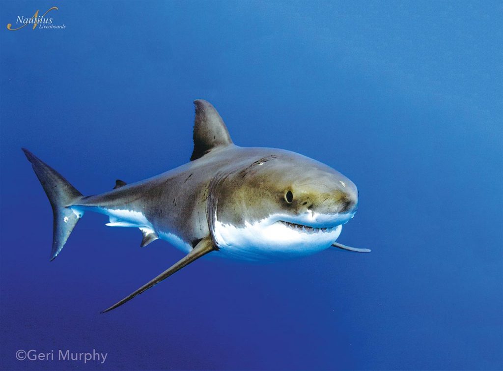 dive with great white sharks