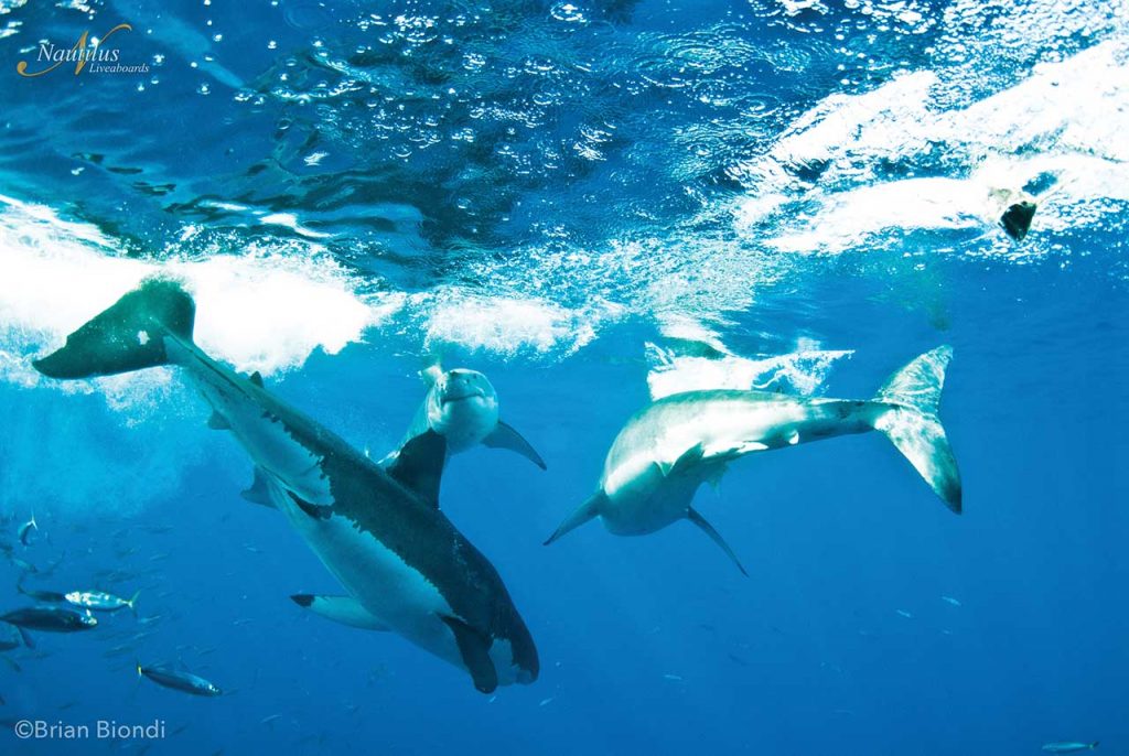 multiple great white sharks