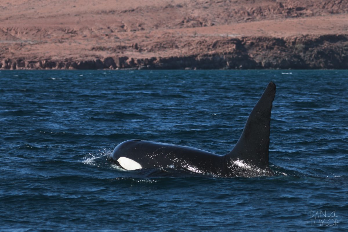 Searching for Orcas in the Sea of Cortez