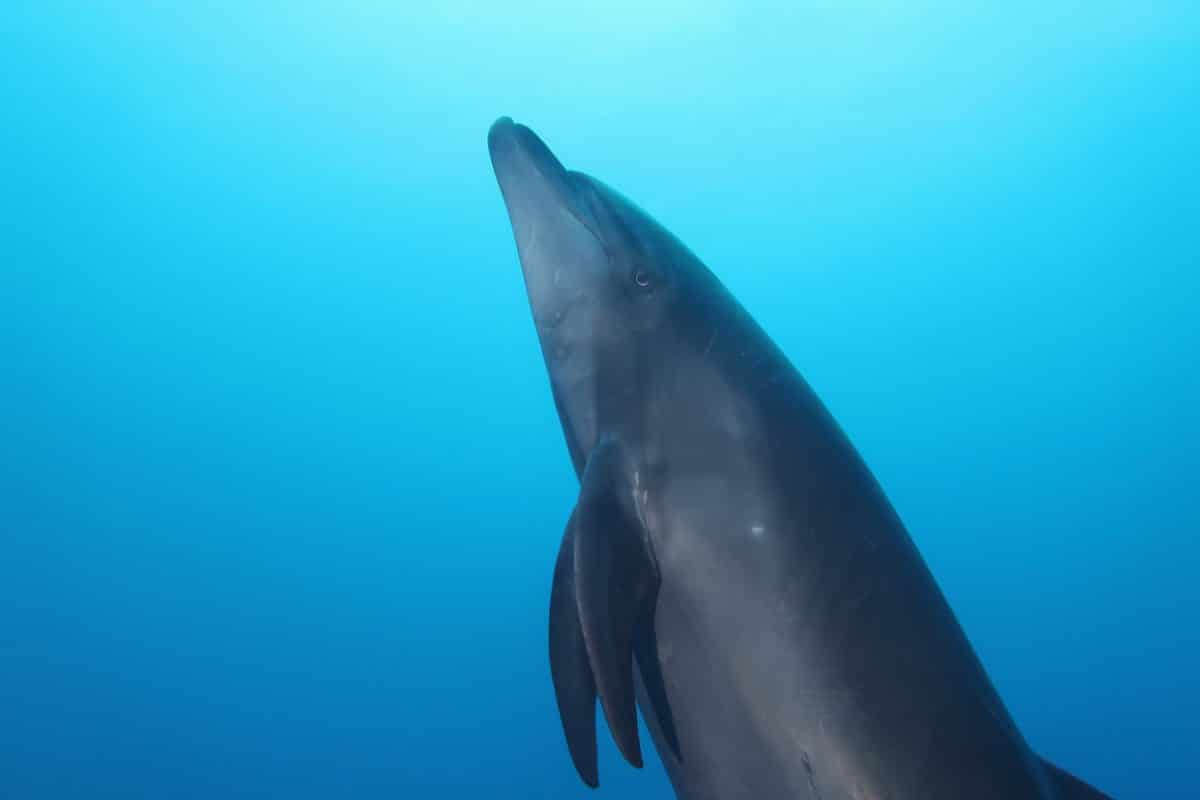 dolphin in the Sea of Cortez