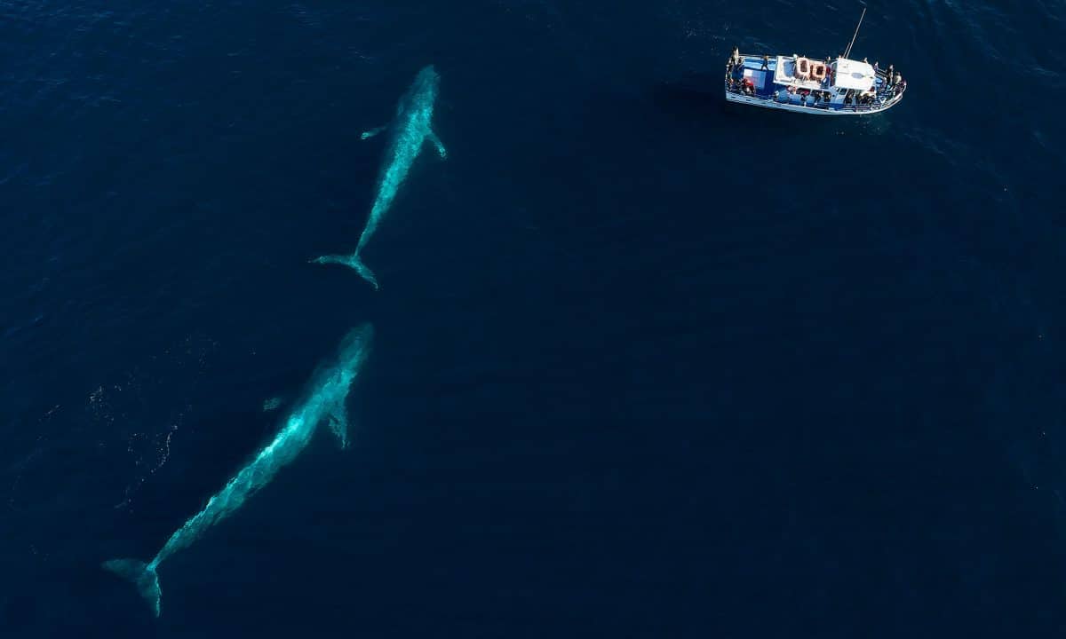 Blue Whales!