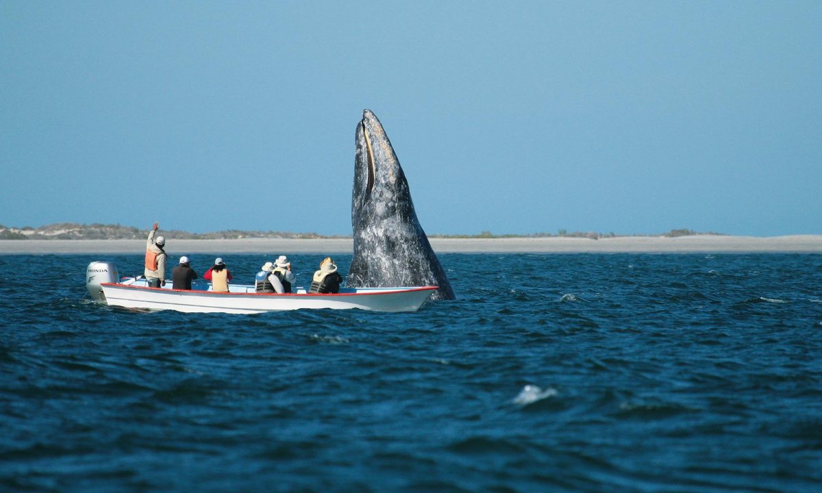 Magdalena Bay, Gray Whales