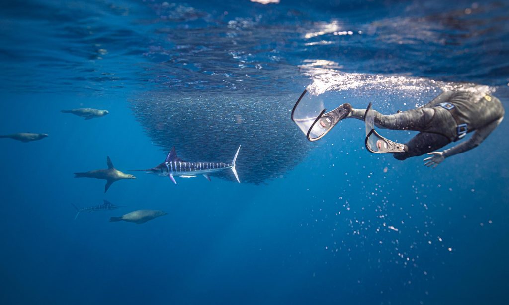 Striped Marlin Hunting Sardines and A Freediver/ Snorkeler, Magdalena Bay, Mexico
