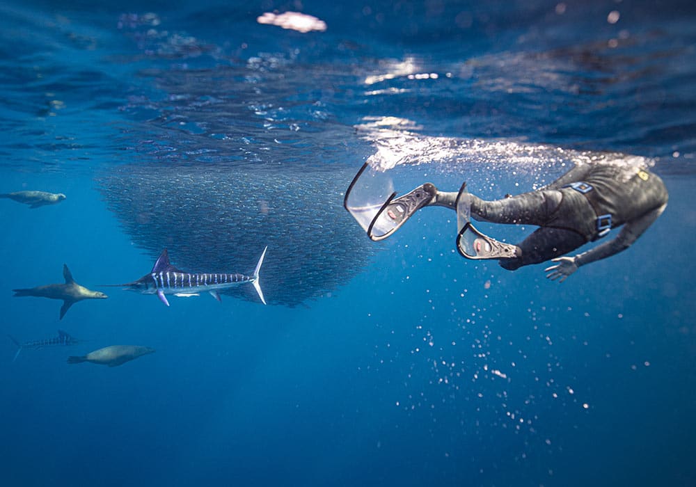 Striped Malin and Diver, Magdalena Bay