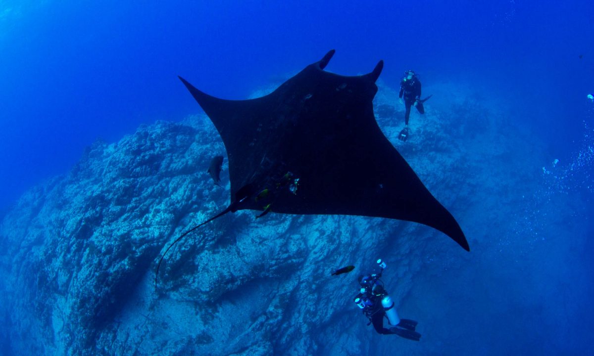 Giant Oceanic Manta Ray & Scuba Divers