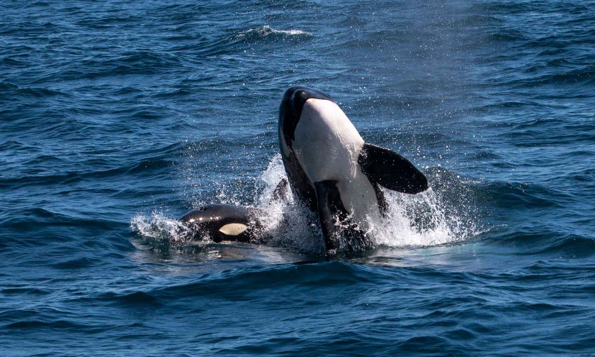 The Hunter and The Hunted – Orcas and Dolphins