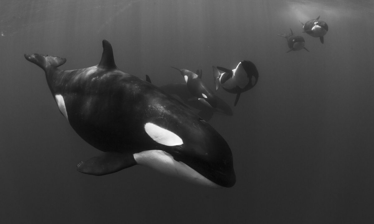 Are Killer Whales Dolphins?