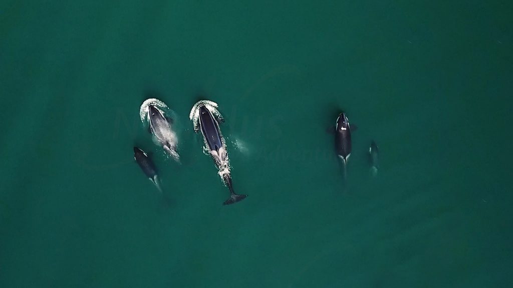 pod of orcas