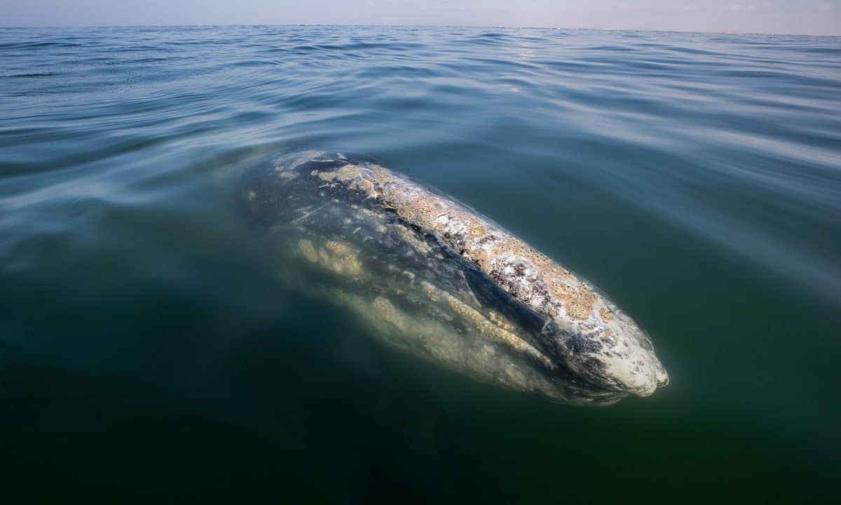Gray Whale in the Sea of Cortez