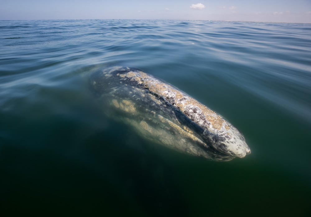Gray Whale Underwater - © Dany Taylor