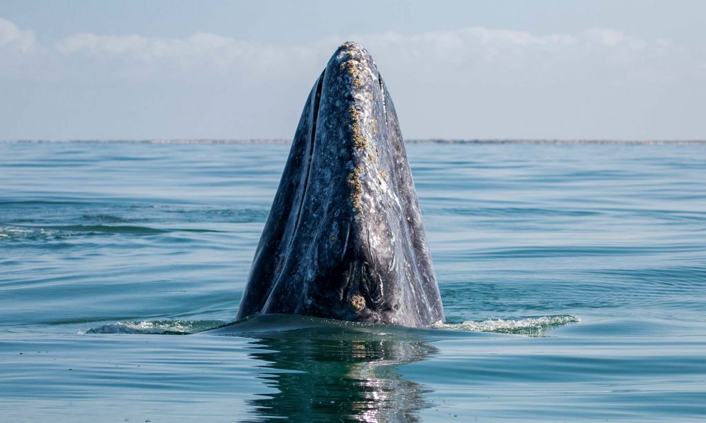 San Ignacio Gray Whale