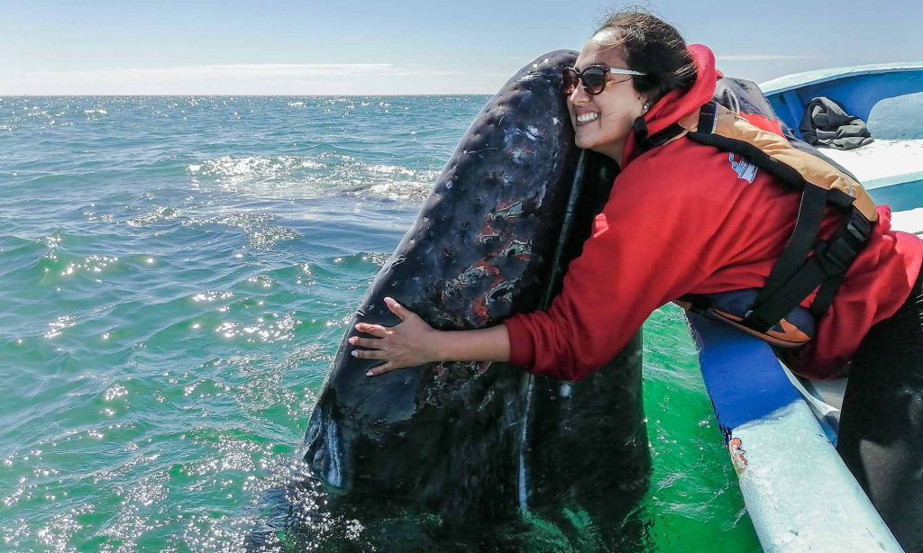 whale watching, San Ignacio Lagoon