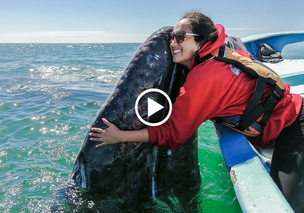 San Ignacio Lagoon & Magdalenay Bay, Gray Whale Experience - © Gordon Kipp