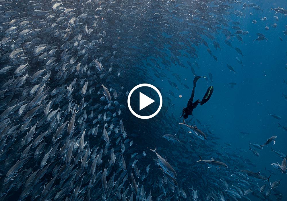 Sea of Cortez, School of Fish - © Dany Taylor