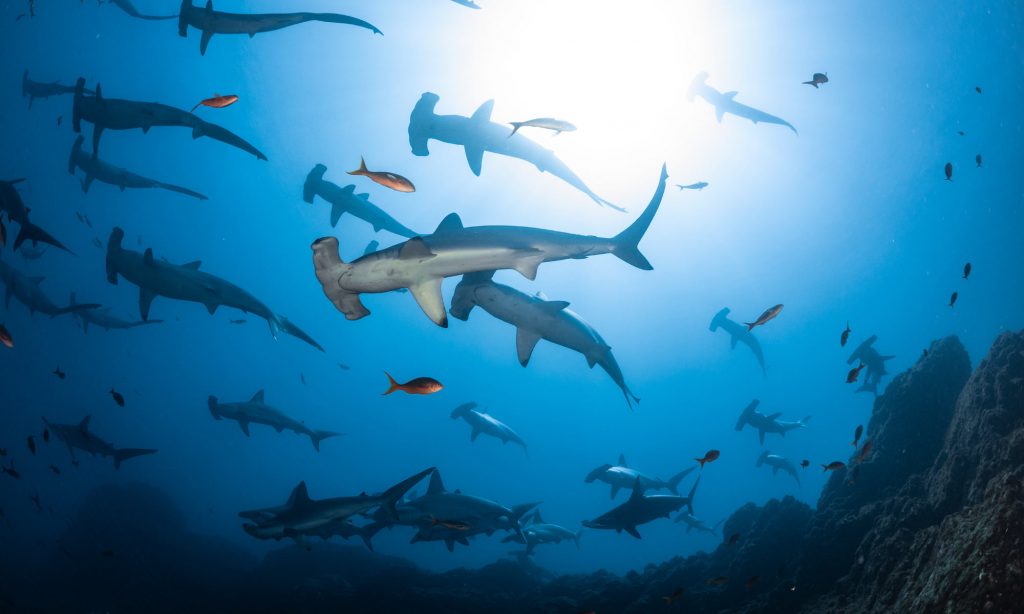 Schooling hammerhead sharks, Costa Rica