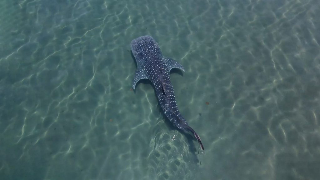 whale shark diving