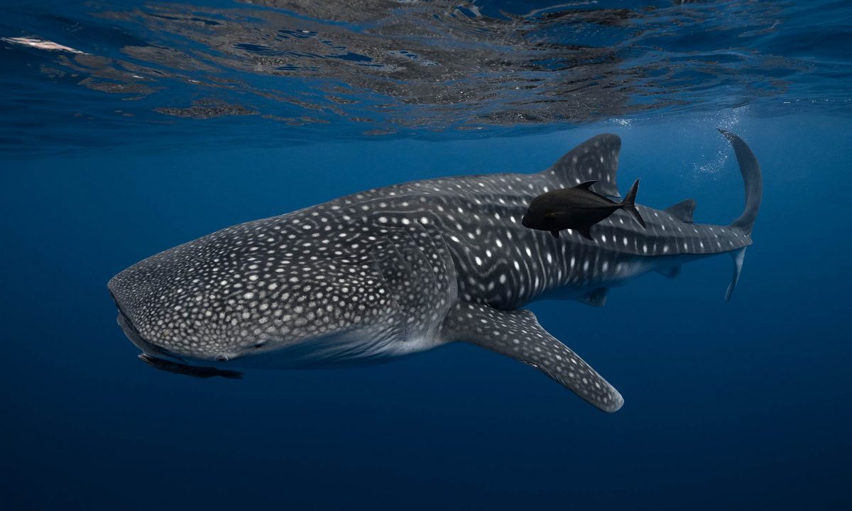 Whale Shark in Mexico