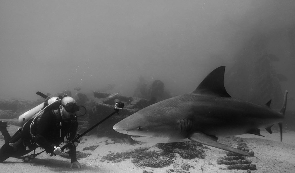 bull shark diving