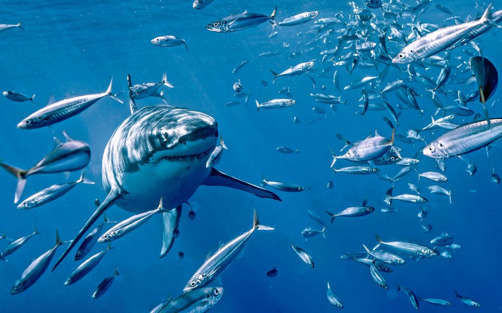 are great white sharks man eaters