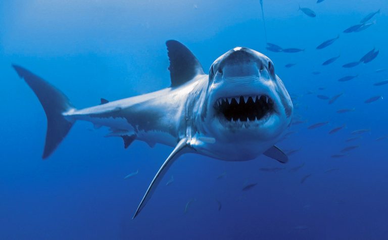 Great White Sharks Man Eaters