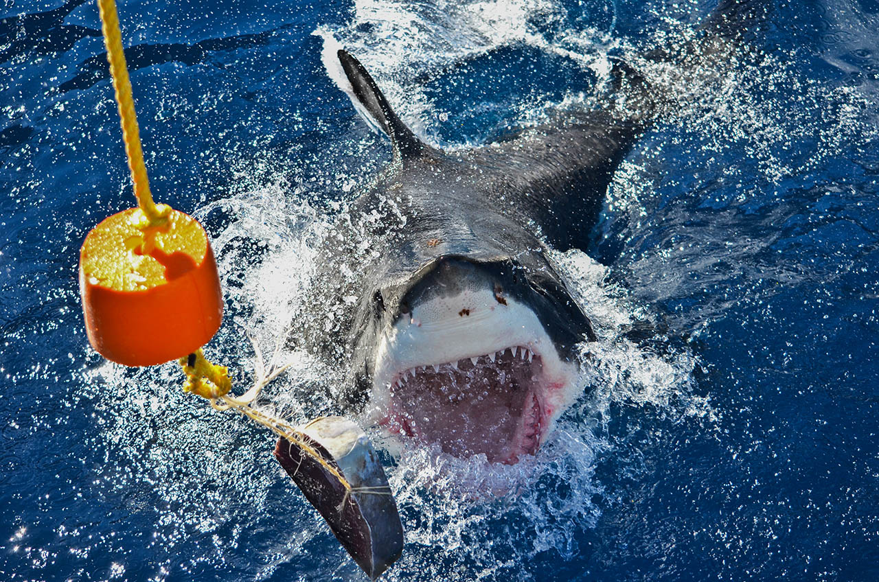 Are Great White Sharks Man Eaters? - Nautilus Adventures
