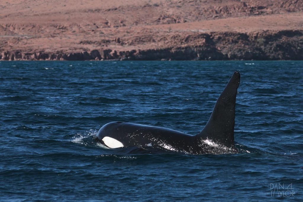 male orca