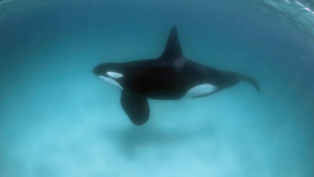 orca