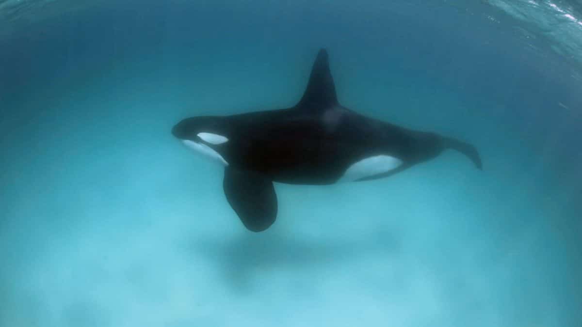 Five Interesting Facts About Orcas