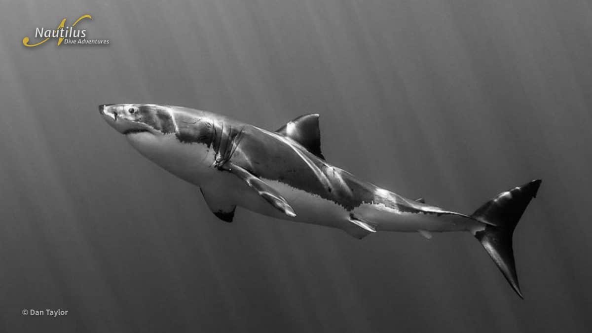 Unique Facts About Great White Sharks