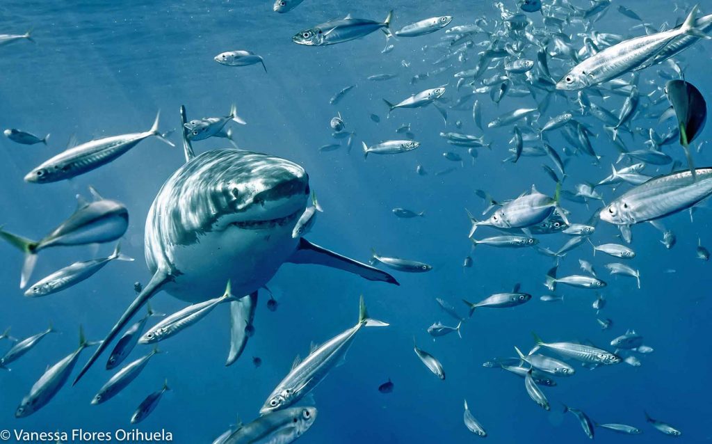 mackerel fish and shark