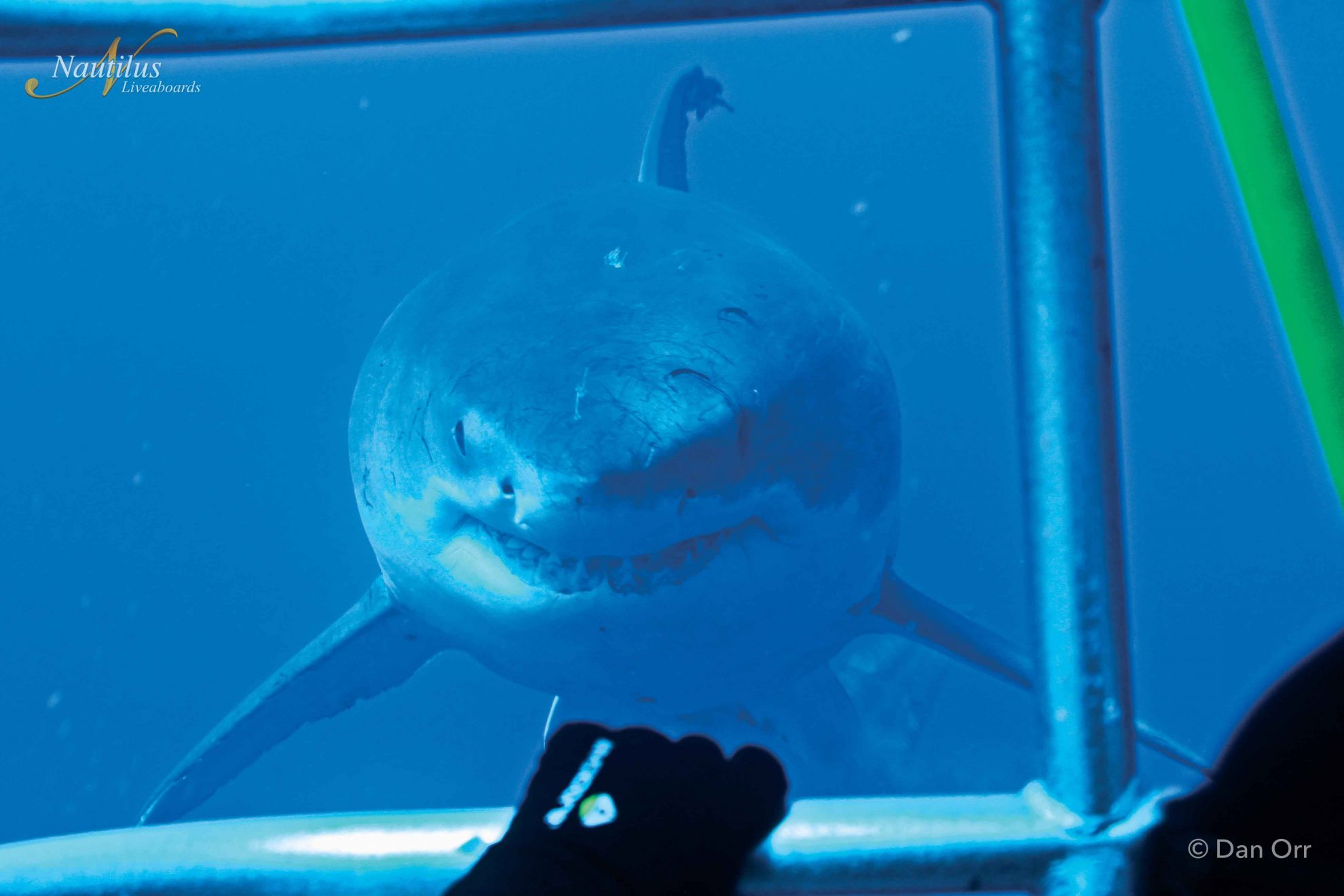 Unique Facts About Great White Sharks - Nautilus Adventures