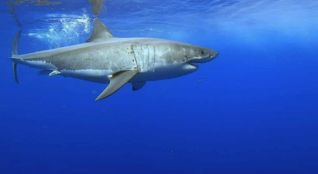 Great white shark Tours, Guadalupe Island