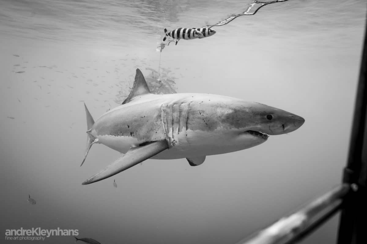 Great white shark Guadalupe