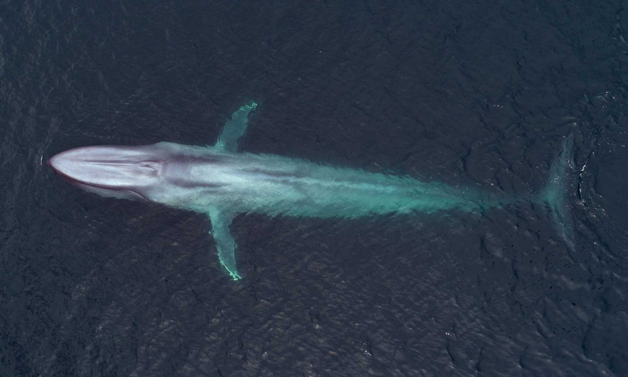 Blue Whales