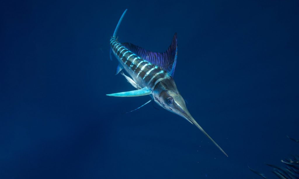 Striped Marlin, Magdalena Bay