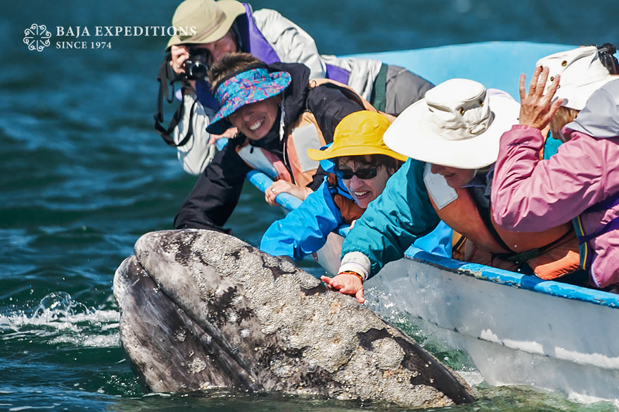 Guests scratching a gray whale