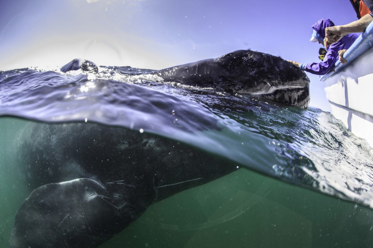 Touch Gray Whales