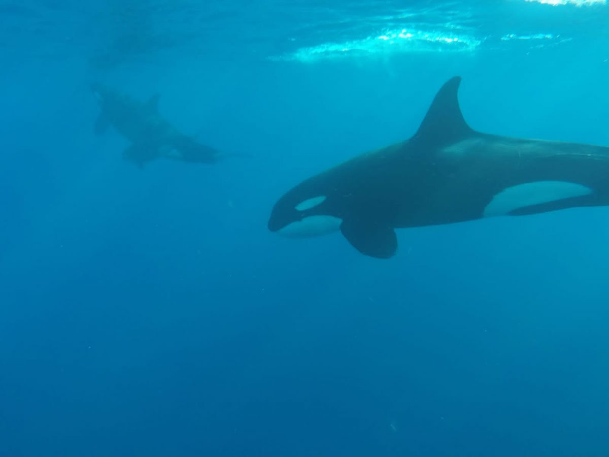Orcas at the Sea of Cortez