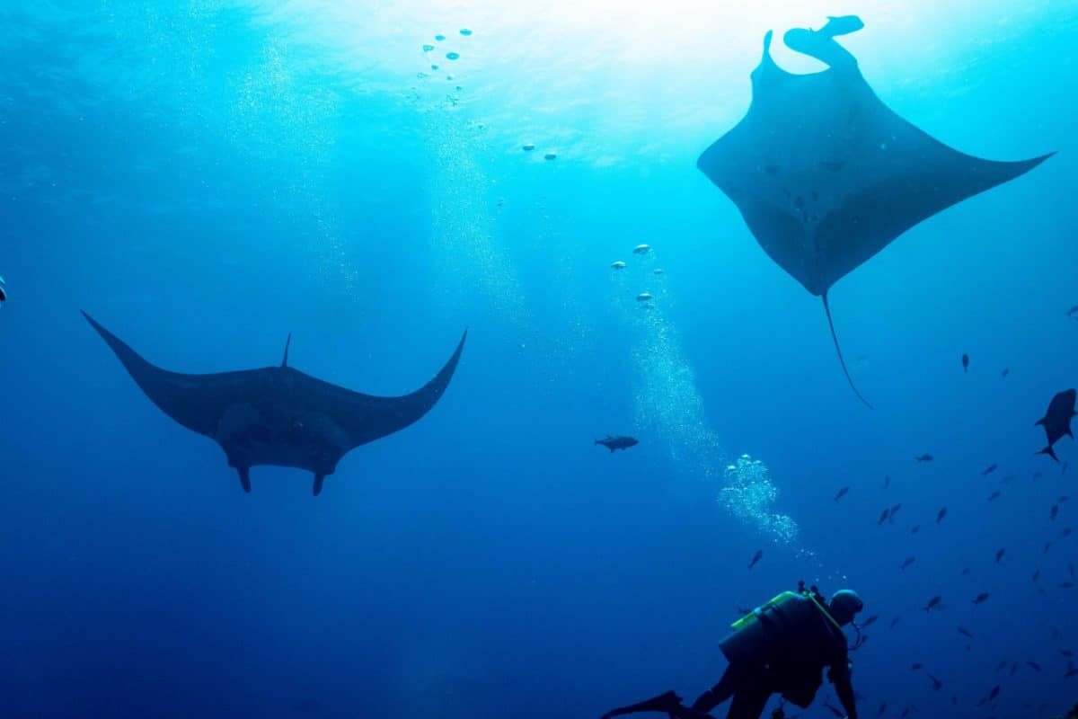 Giant oceanic manta rays, diver