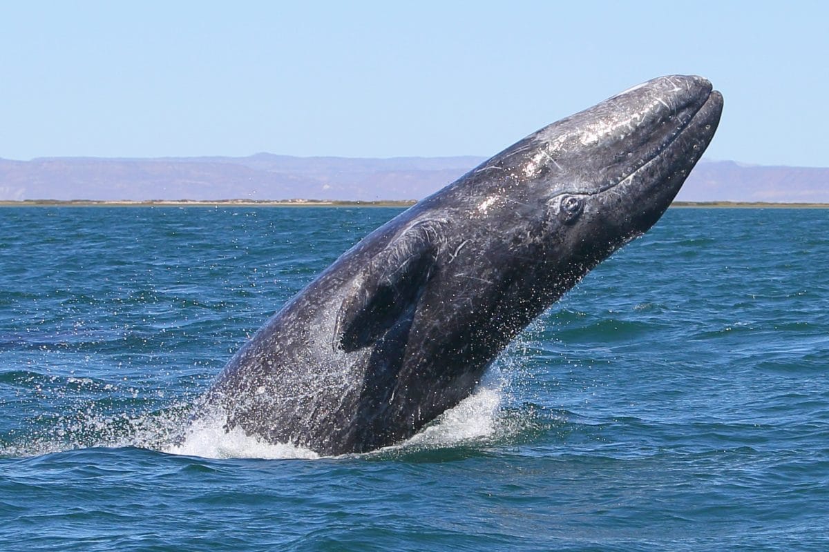 One gray whale jumped five times!