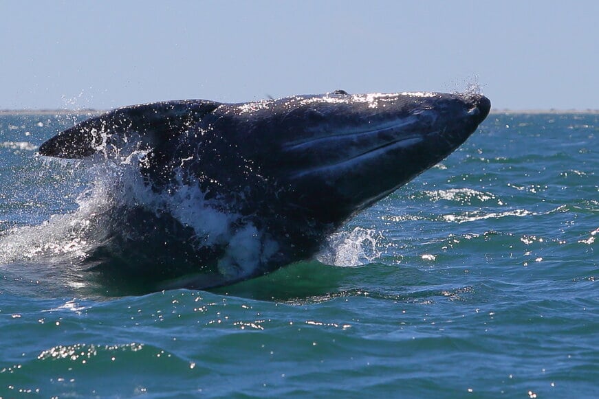Why do gray whales migrate to  Baja, Mexico?