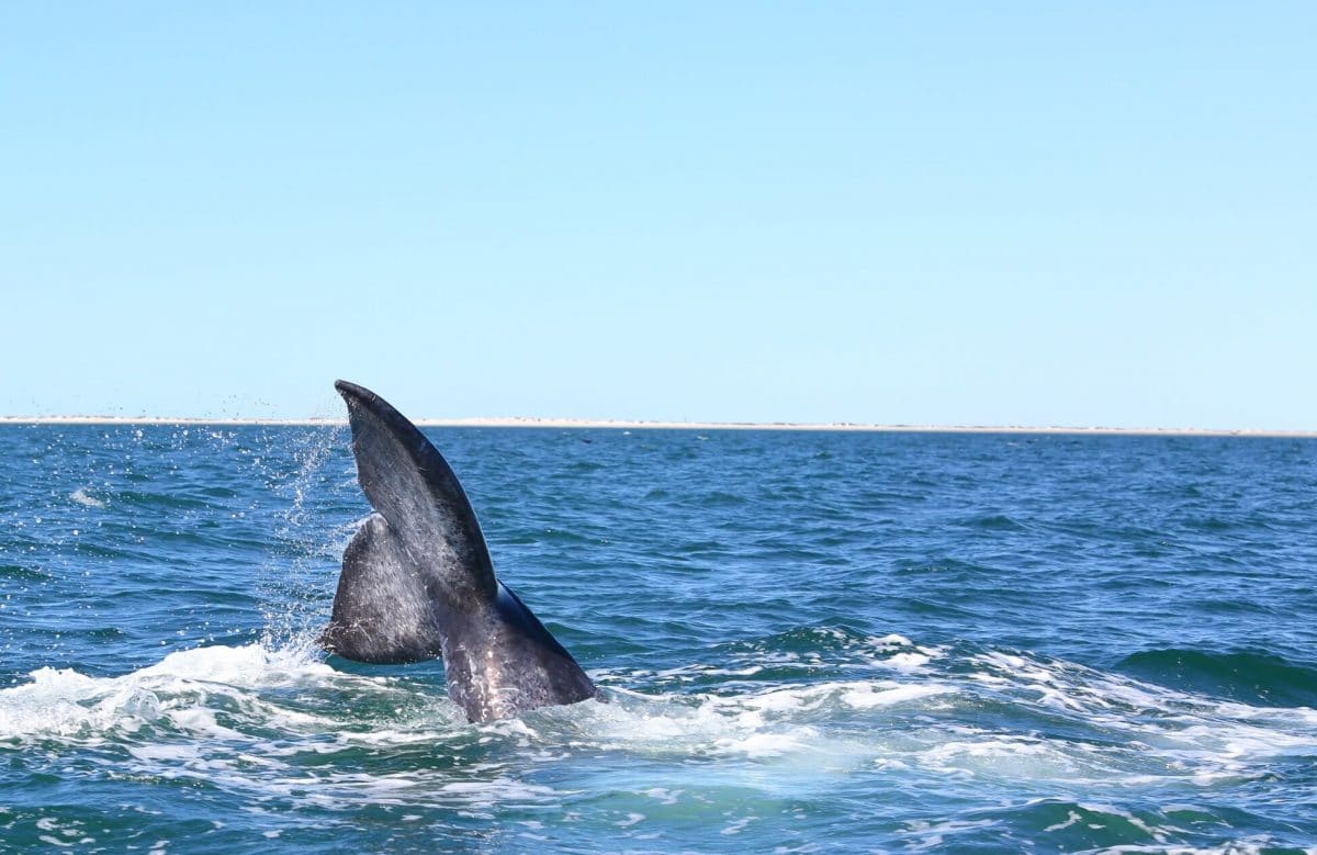 Gray Whales Watching Trips