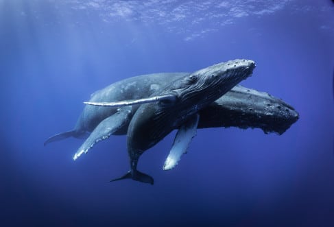 Humpback Whale Watching Tours