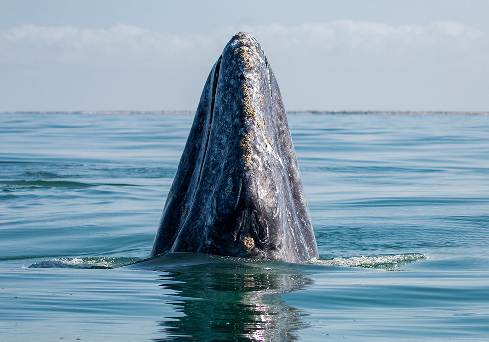 Gray Whales Spy Hopping